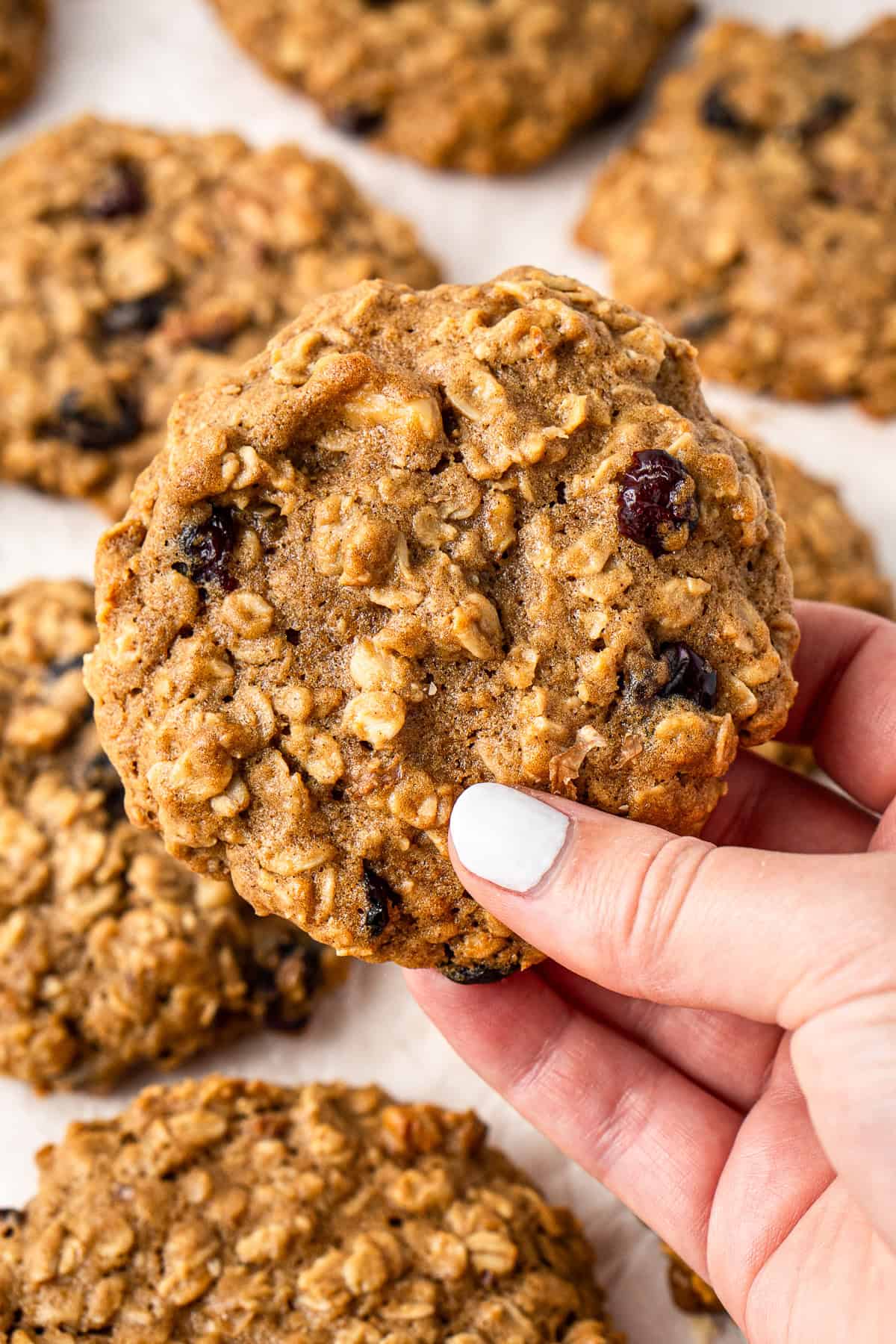 Close up of a hand holding a large oatmeal cranberry walnut cookie.